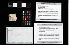 Foto (Objekt + Etikett) von Cracensigillatus acutirostris (Moericke, 1889)  (NHMW-GEO-2014-0194-0230)